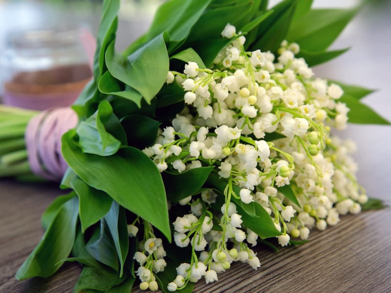 Lily of the Valley