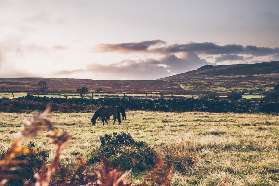 Dartmoor Autumn