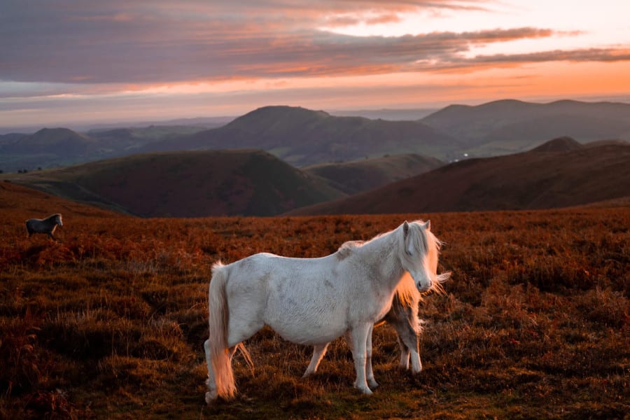 A serene white pony illuminated by the sunset, overlooking rolling hills.