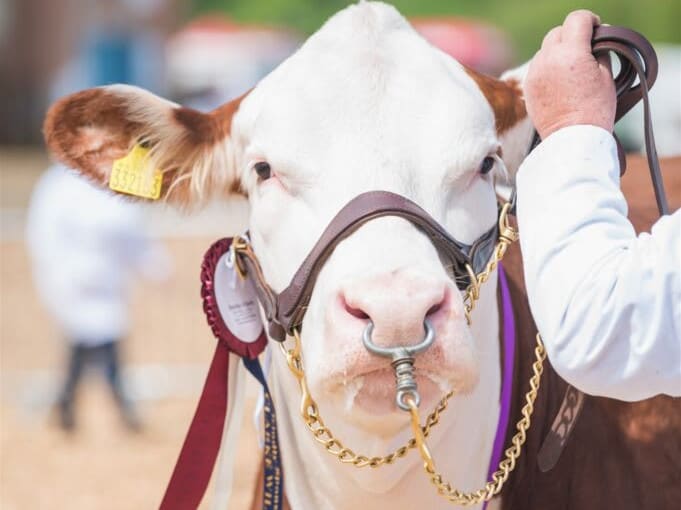 A prize-winning cow with a numbered tag and decorative ribbons stands at an agricultural show, wearing a halter and lead, guided by a handler dressed in white.
