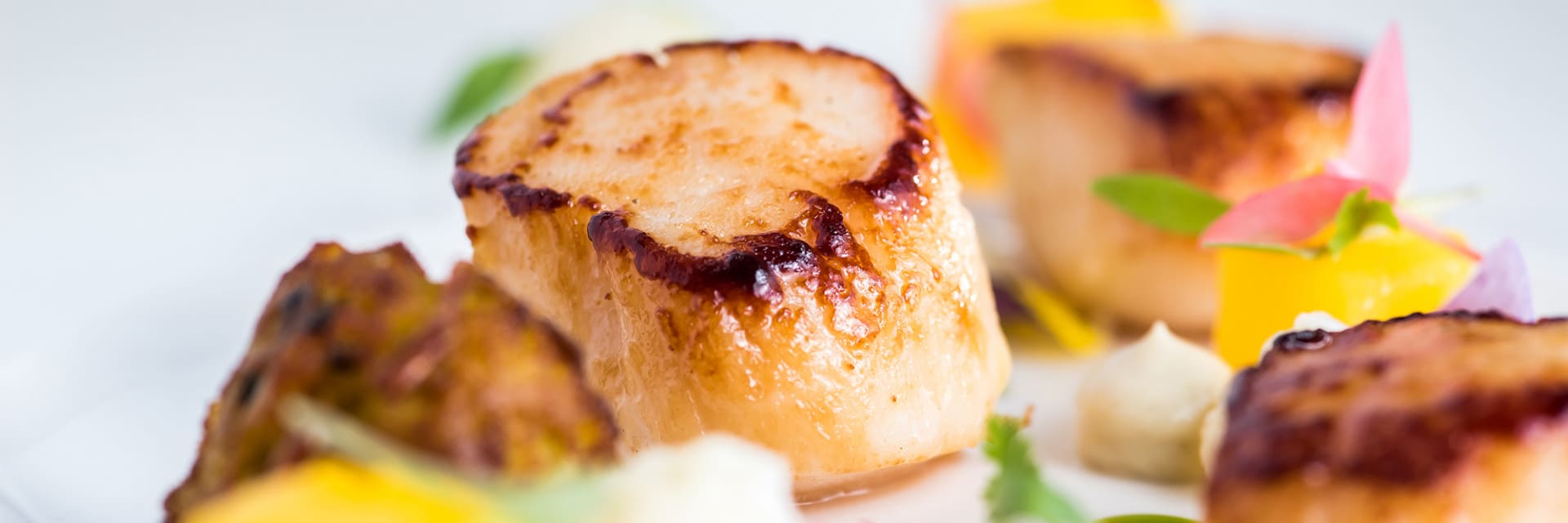 HOP June17 HR 147 scallop