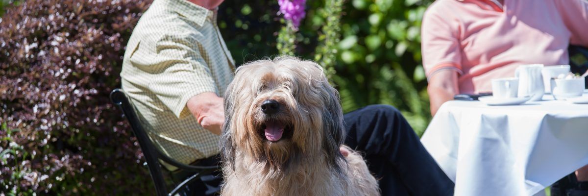 dog friendly holidays in devon