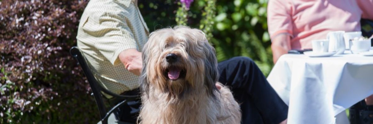 dog friendly hotel in devon